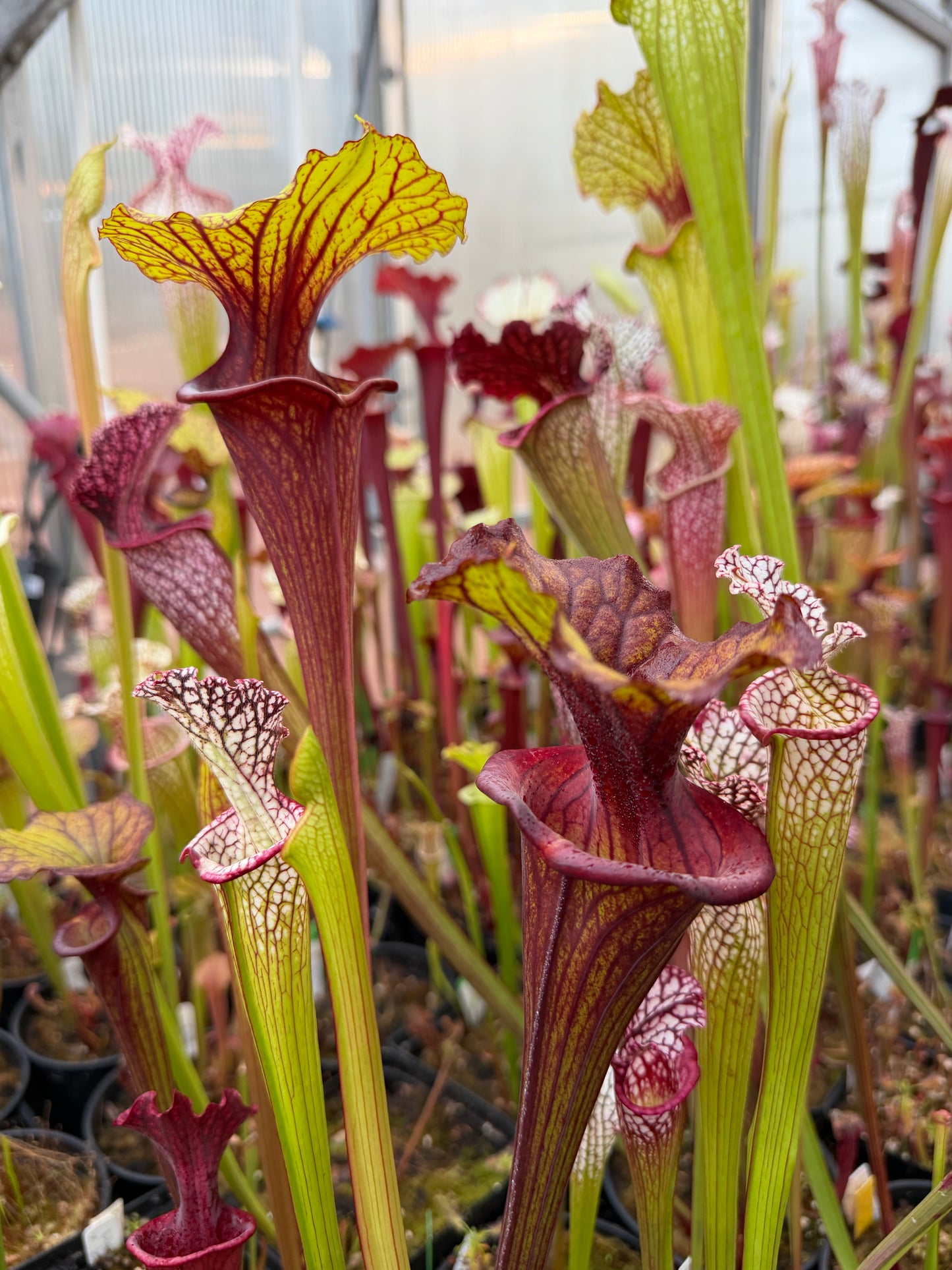 Sarracenia flava Ornata Santa Rosa Co FL #2 (Shipped Bare-Root)