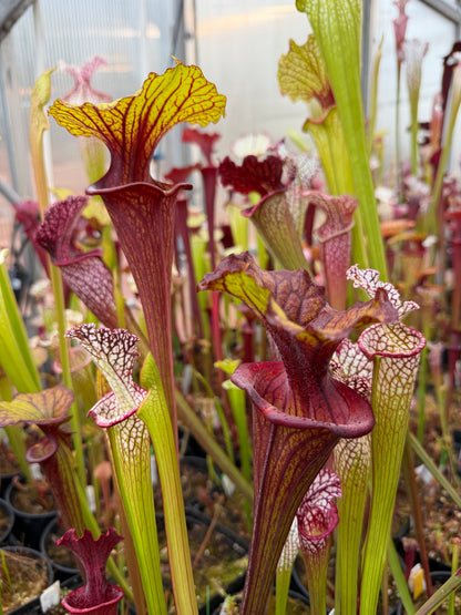 Sarracenia flava Ornata Santa Rosa Co FL #2 (Shipped Bare-Root)