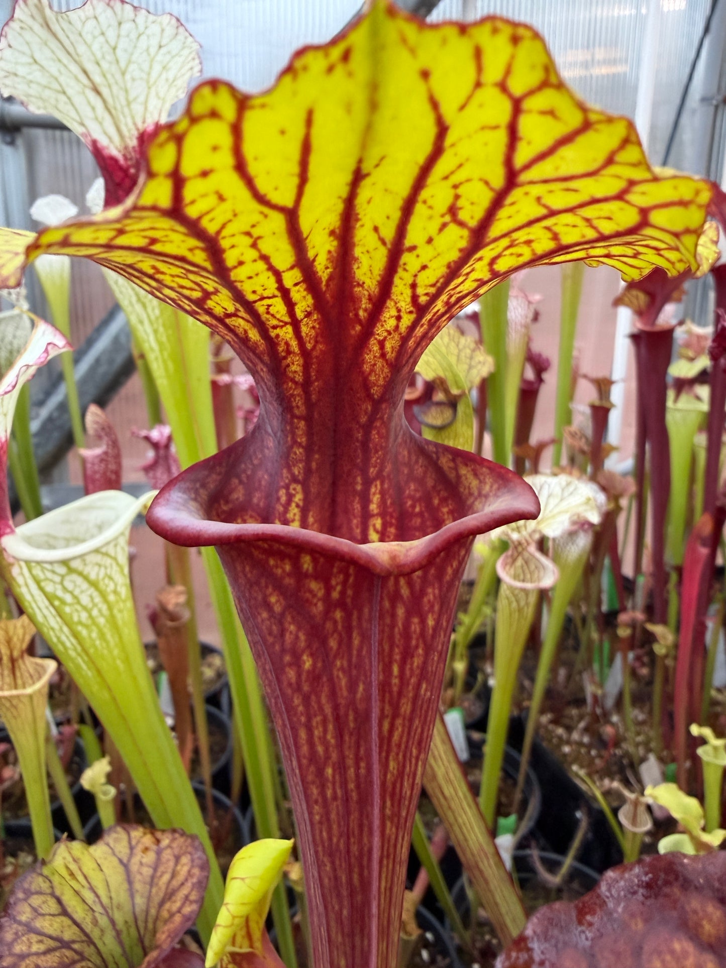 Sarracenia flava Ornata Santa Rosa Co FL #2 (Shipped Bare-Root)