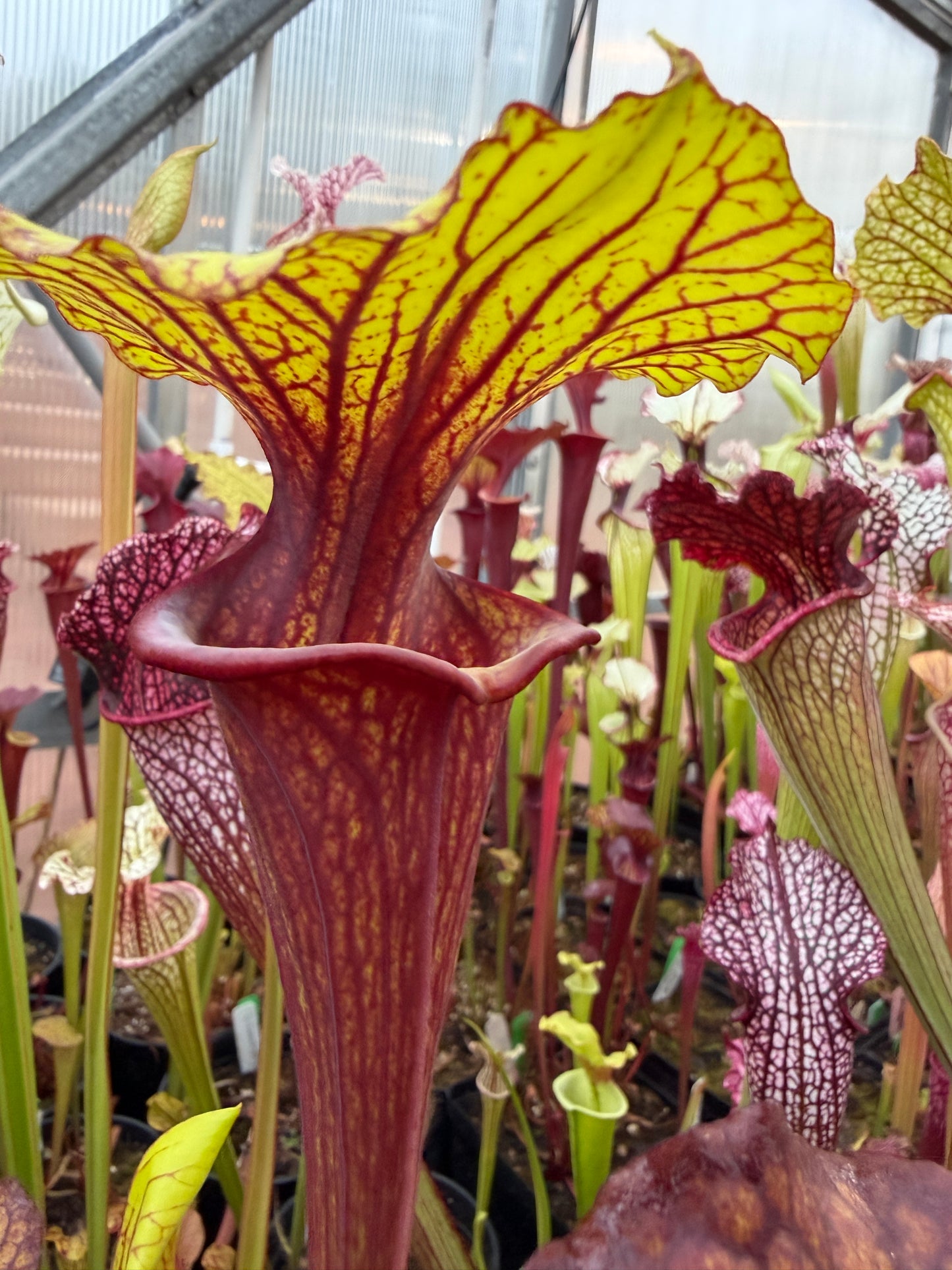 Sarracenia flava Ornata Santa Rosa Co FL #2 (Shipped Bare-Root)