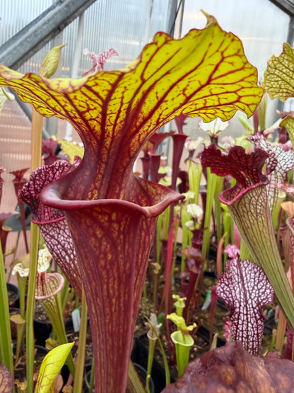 Sarracenia flava Ornata Santa Rosa Co FL #2 (Shipped Bare-Root)