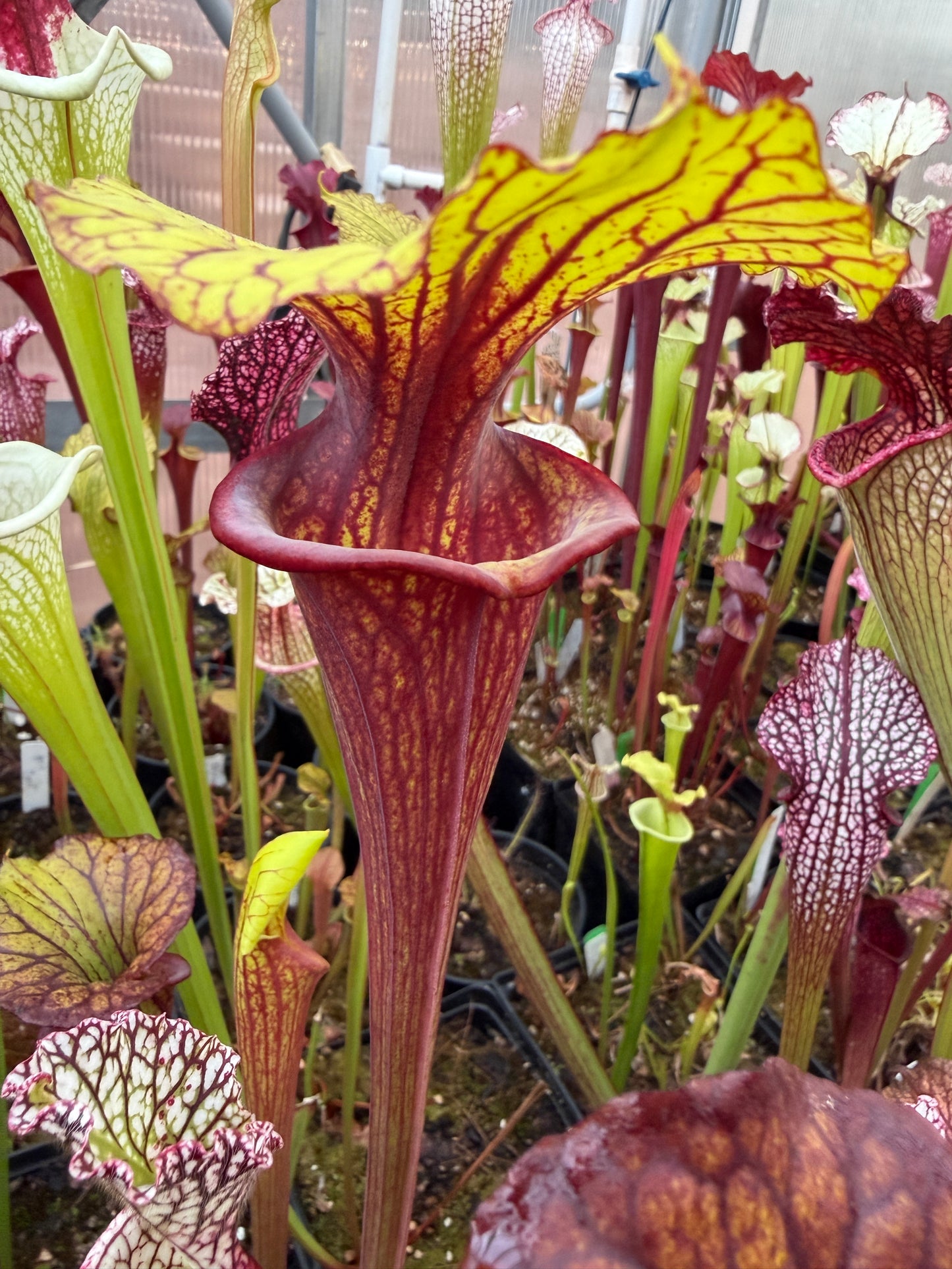 Sarracenia flava Ornata Santa Rosa Co FL #2 (Shipped Bare-Root)