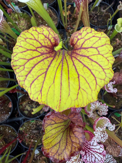 Sarracenia flava Ornata Santa Rosa Co FL #2 (Shipped Bare-Root)