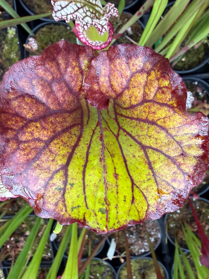 Sarracenia flava Ornata Santa Rosa Co FL #2 (Shipped Bare-Root)