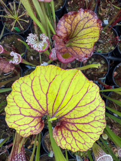 Sarracenia flava Ornata Santa Rosa Co FL #2 (Shipped Bare-Root)