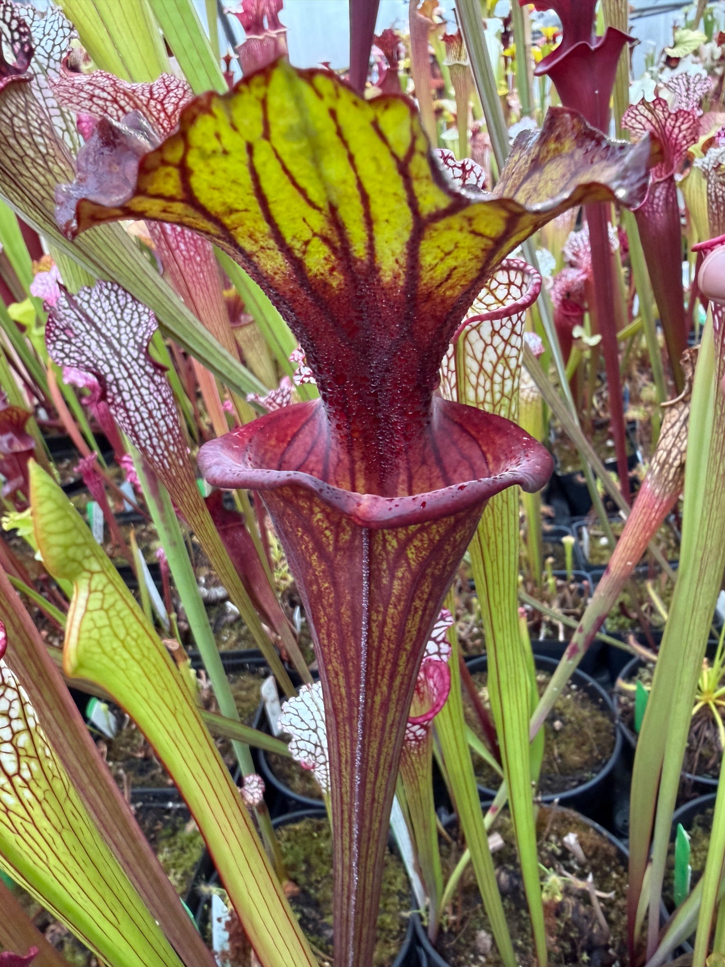 Sarracenia flava Ornata Santa Rosa Co FL #2 (Shipped Bare-Root)