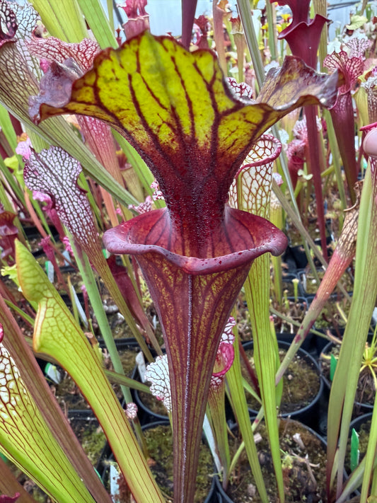Sarracenia flava Ornata Santa Rosa Co FL #2 (Shipped Bare-Root)