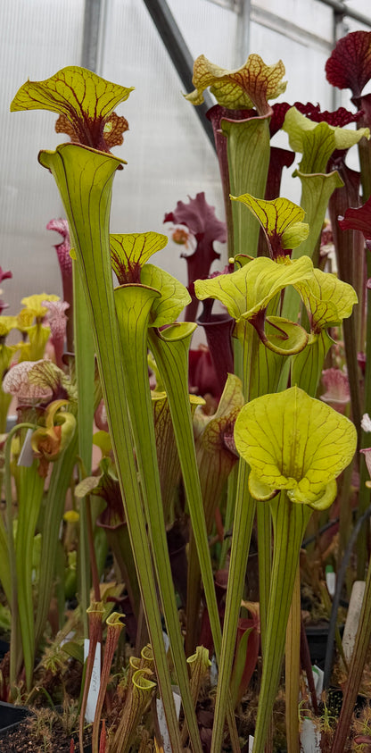 Sarracenia flava Pocahontas (Shipped Bare-Root)