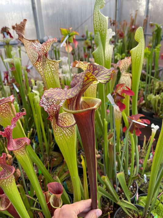 Sarracenia flava PRT (Phil’s Red Tube) (Shipped Bare-Root)