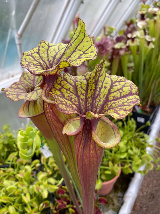 Sarracenia flava Red Sumatra 100 (Shipped Bare-Root)