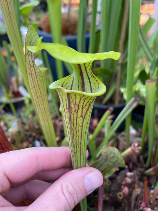 Sarracenia flava Rubricorpora Andrew Marshall Clone FC32 (Shipped Bare-Root)