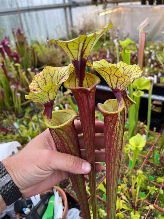 Sarracenia flava Rubricorpora CZPlants Liz T (Shipped Bare-Root)
