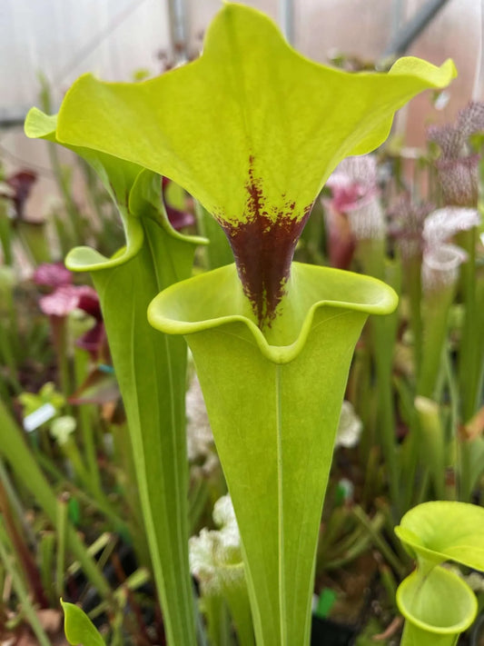 Sarracenia flava Rugelii F1 Mike Wang Liz T (Shipped Bare-Root)