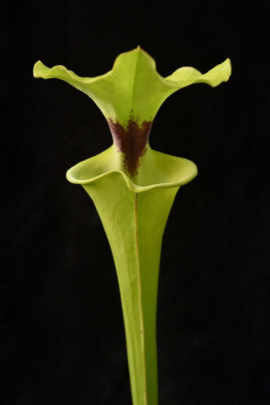 Sarracenia flava rugelii FC23 (Shipped Bare-Root)