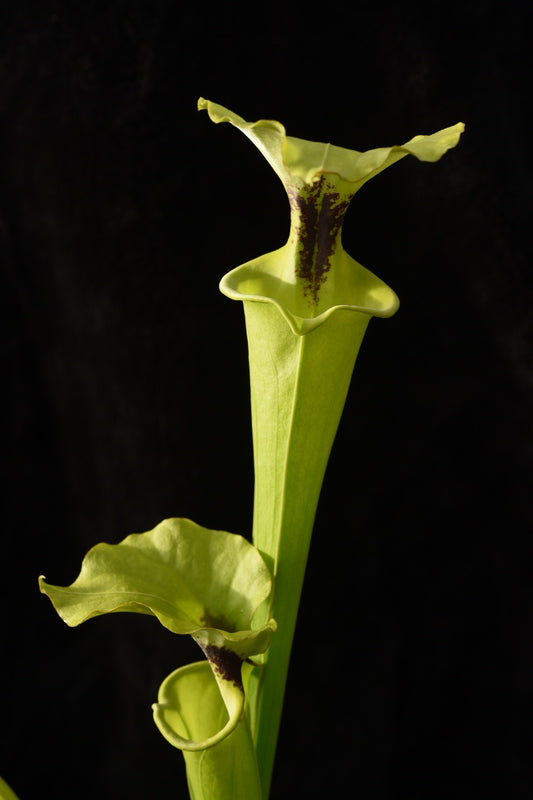 Sarracenia flava rugelii Near Sumatra Liberty Co FL S448 World O (Shipped Bare-Root)