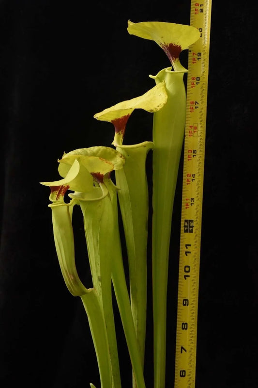 Sarracenia flava rugelii (Shipped Bare-Root)