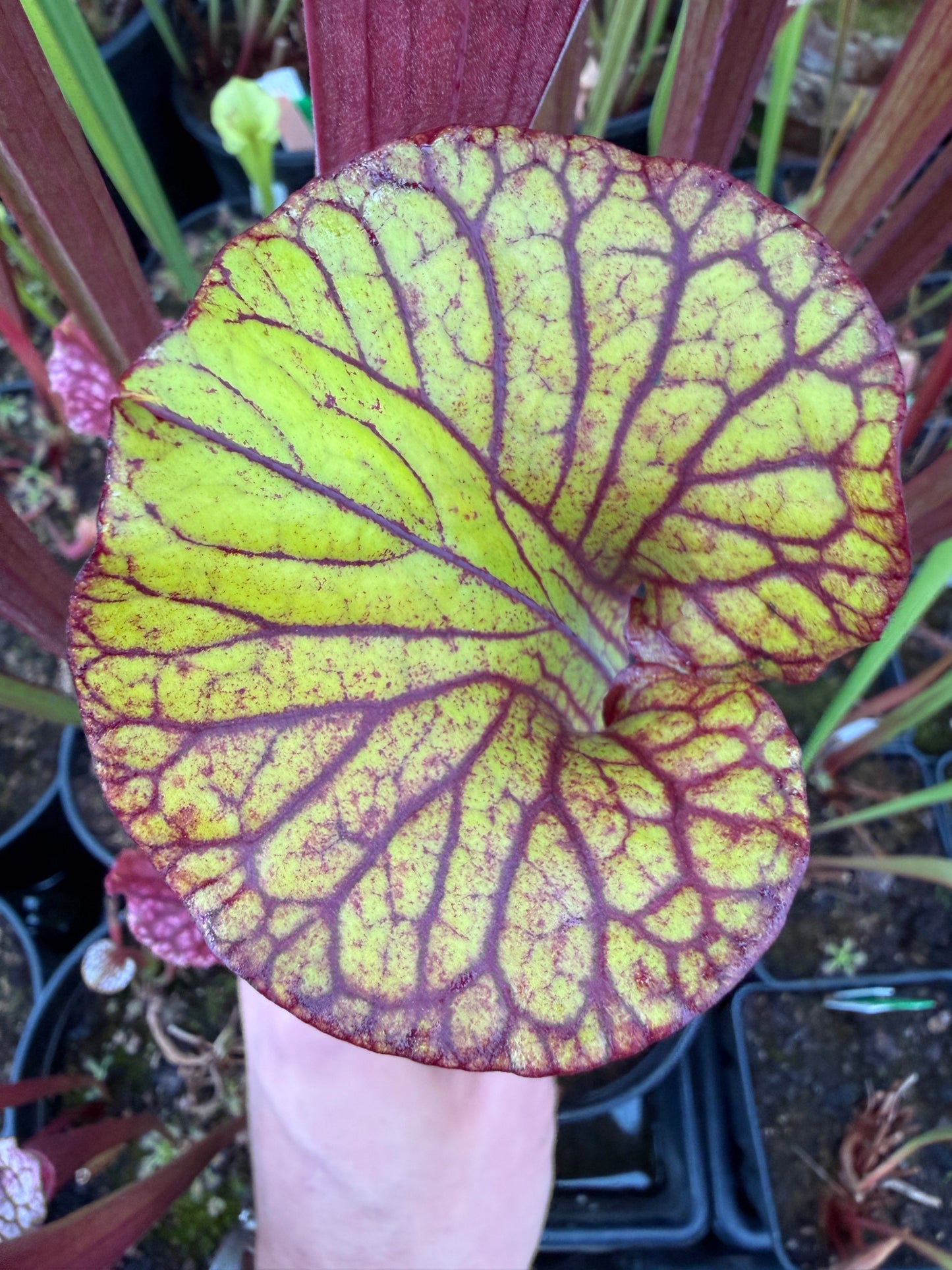 Sarracenia flava Santa Rosa Co FL Huge Wide Mouth #1 (Shipped Bare-Root)