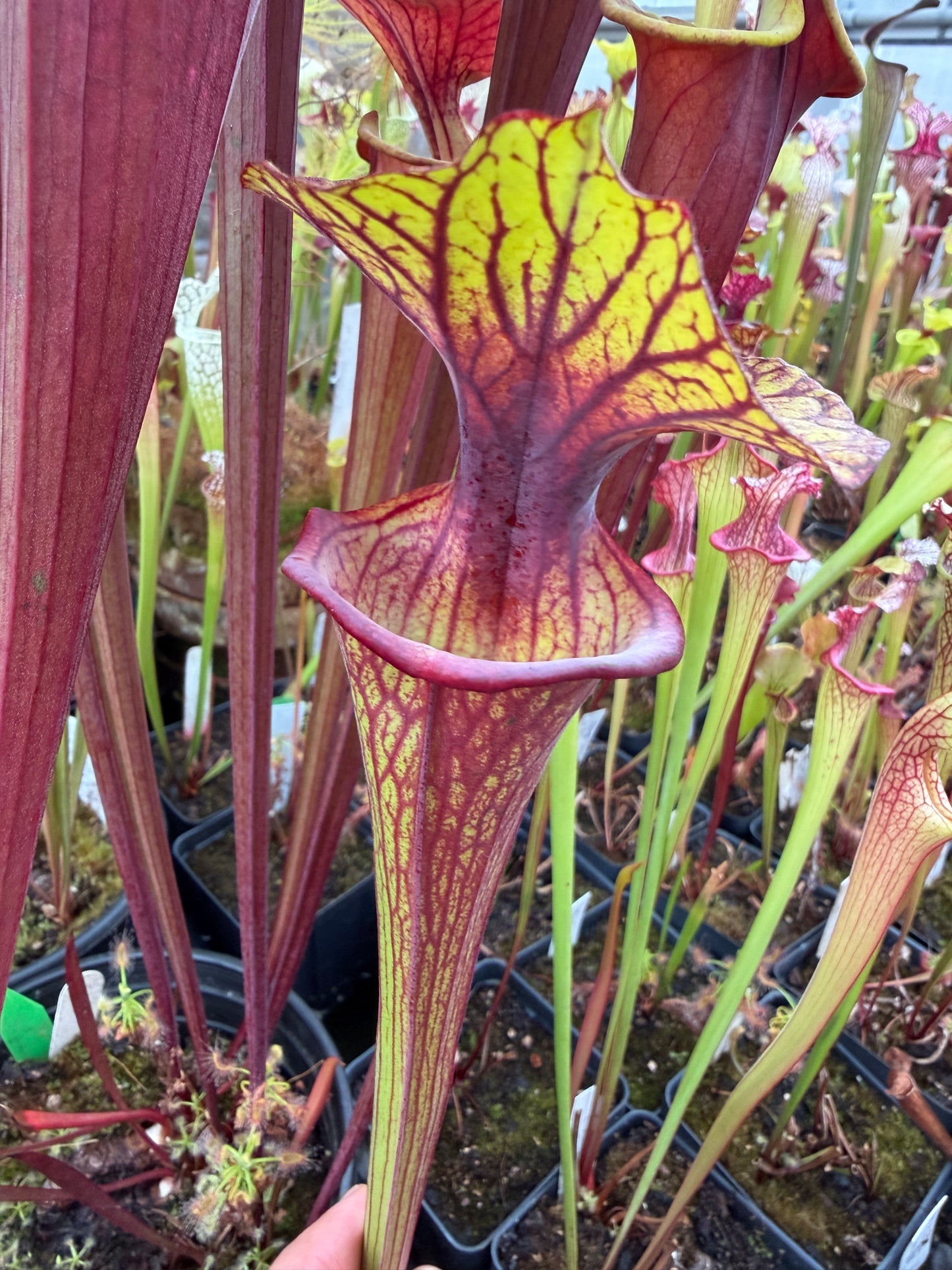 Sarracenia flava Santa Rosa Co FL Huge Wide Mouth #1 (Shipped Bare-Root)