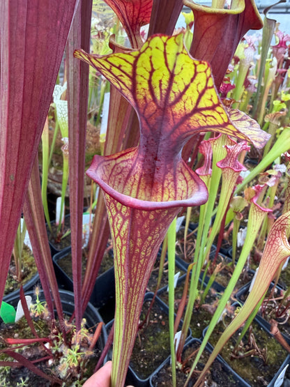 Sarracenia flava Santa Rosa Co FL Huge Wide Mouth #1 (Shipped Bare-Root)