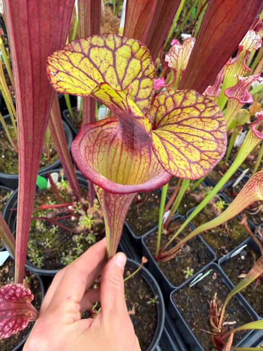 Sarracenia flava Santa Rosa Co FL Huge Wide Mouth #1 (Shipped Bare-Root)