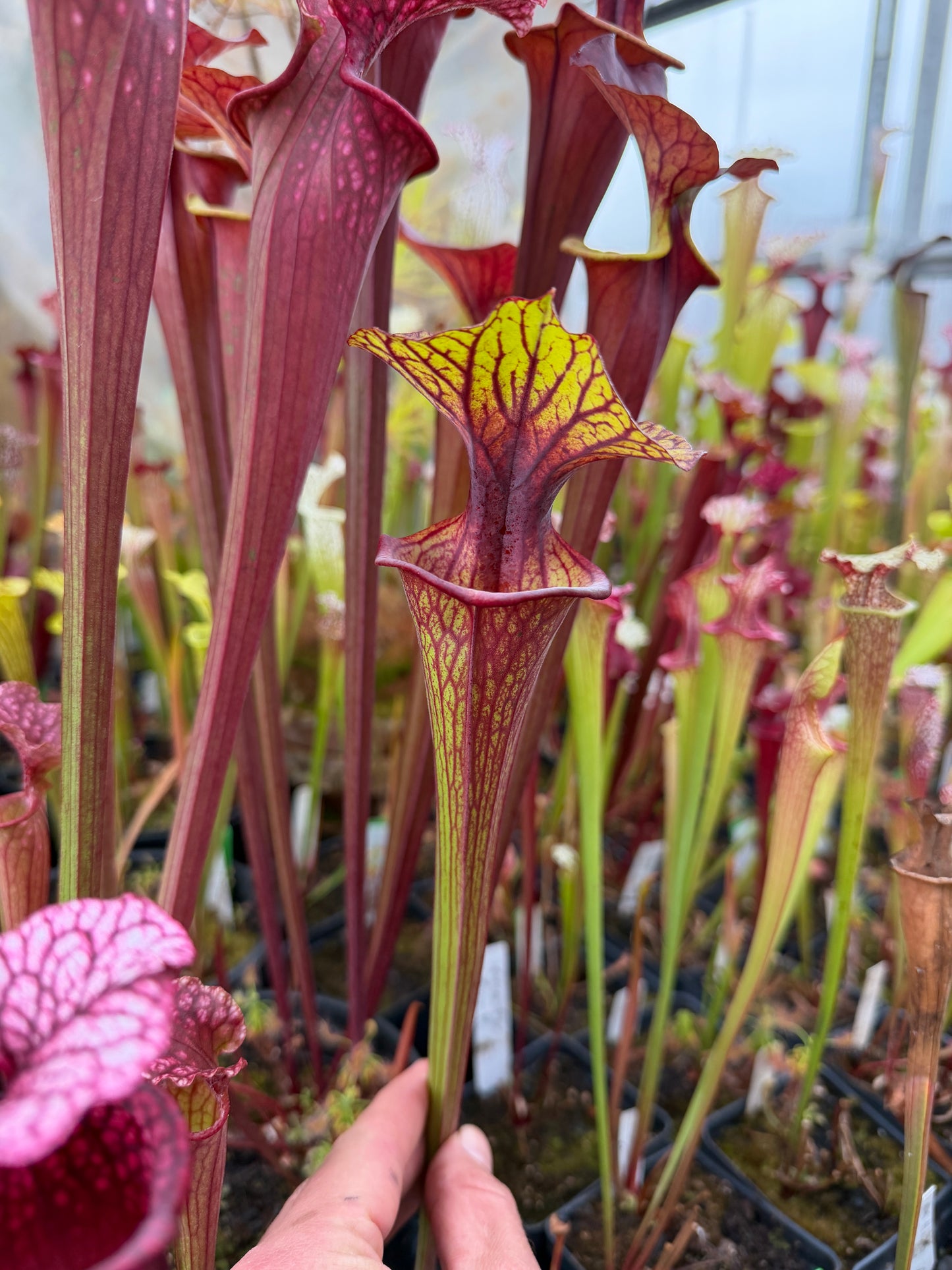Sarracenia flava Santa Rosa Co FL Huge Wide Mouth #1 (Shipped Bare-Root)