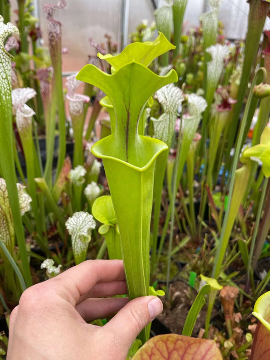 Sarracenia flava Virginia (Shipped Bare-Root)