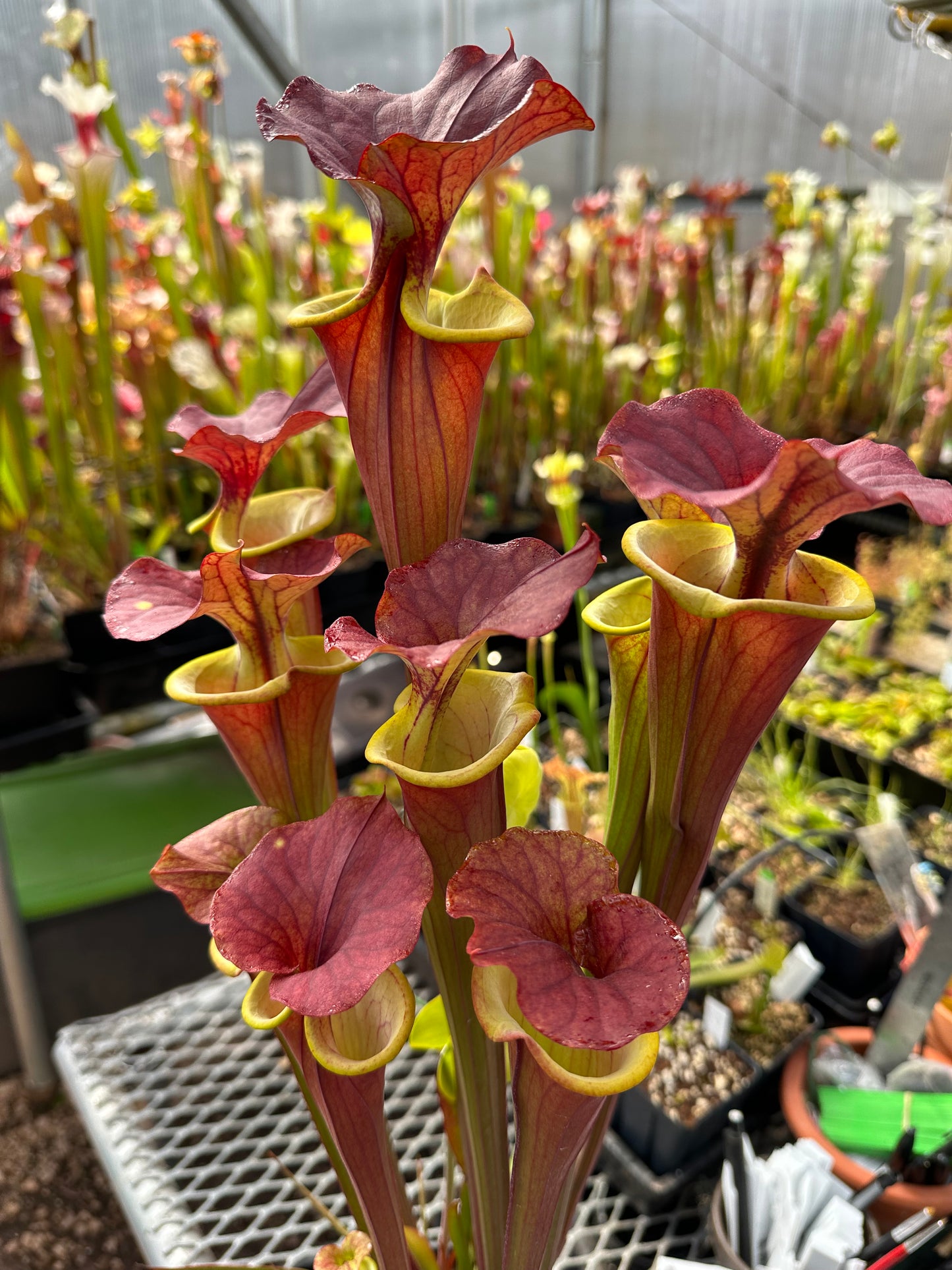 Sarracenia flava Waccamaw (Shipped Bare-Root)