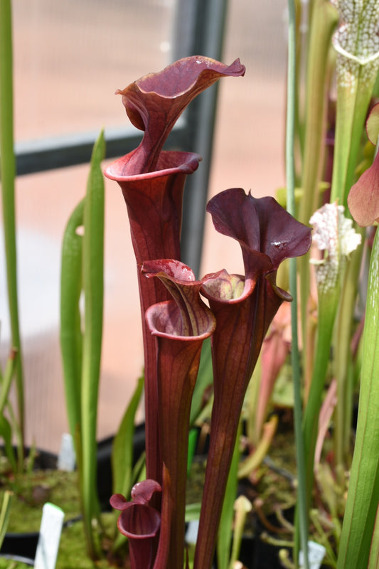 Sarracenia flava Waccamaw selfings #16 Steve G. (Shipped Bare-Root)