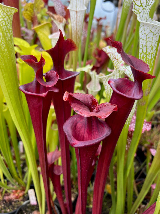 Sarracenia flava Waccamaw x Carolina Atro MW Better then Wac (Shipped Bare-Root)
