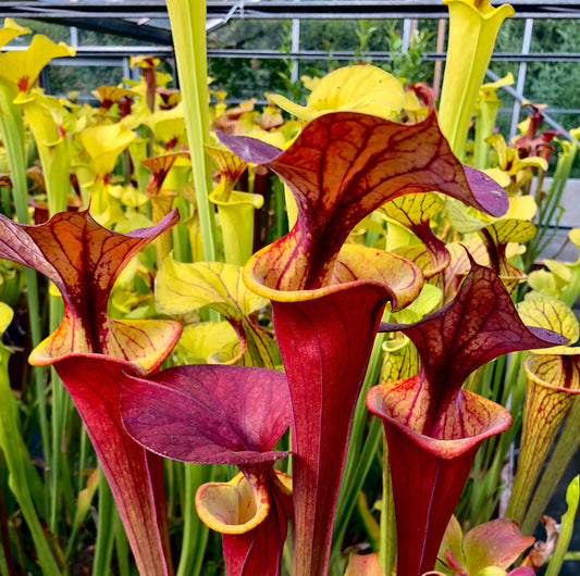 Sarracenia flava Waccamaw (Shipped Bare-Root)