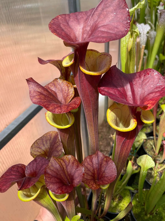 Sarracenia flava Waccamaw (Shipped Bare-Root)