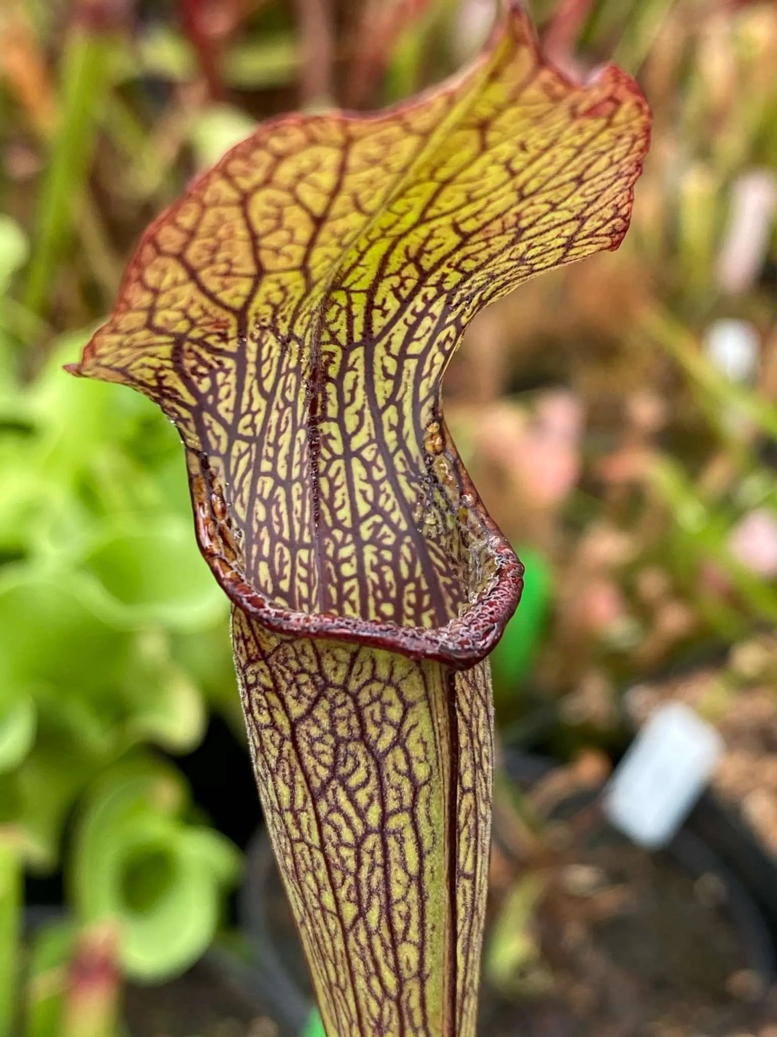 Sarracenia jonesii Sam B. - Colorado Sales Only