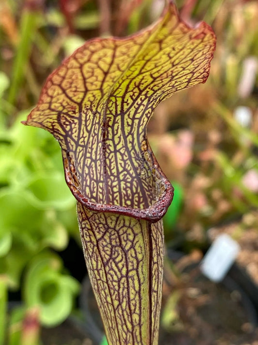 Sarracenia jonesii Sam B. - Colorado Sales Only (Shipped Bare-Root)