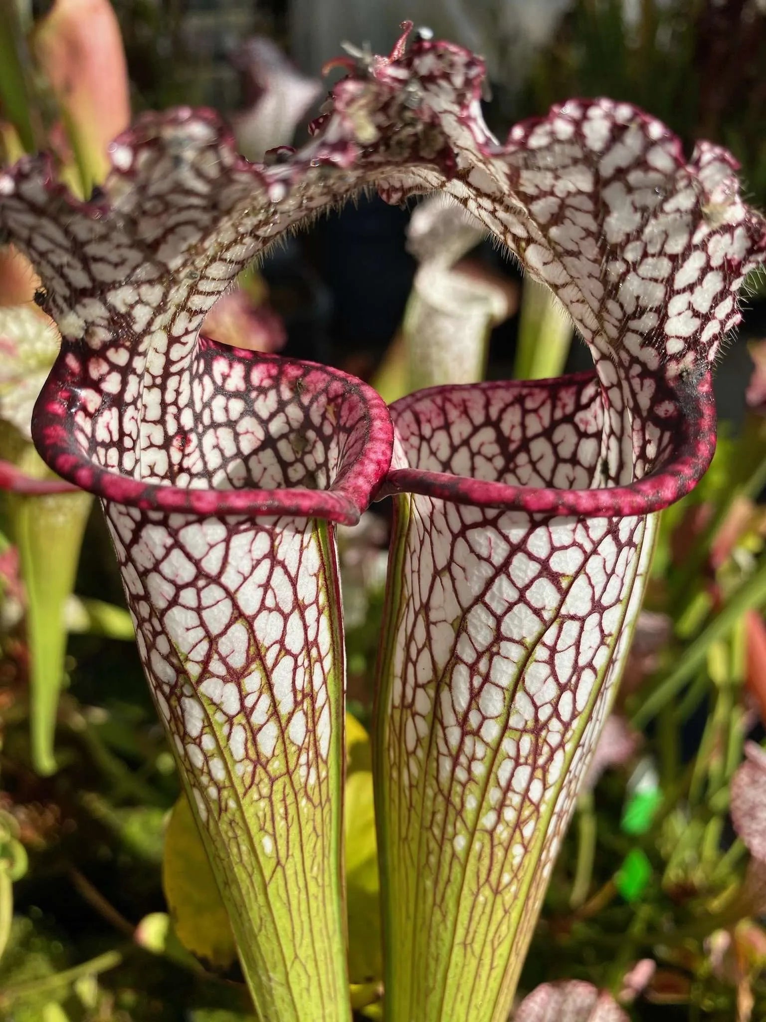 Sarracenia leucophylla “Alabama”
