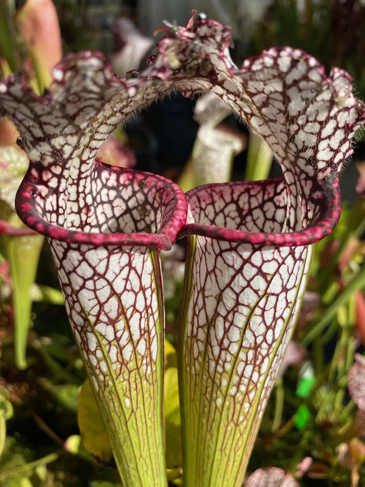 Sarracenia leucophylla “Alabama” (Shipped Bare-Root)