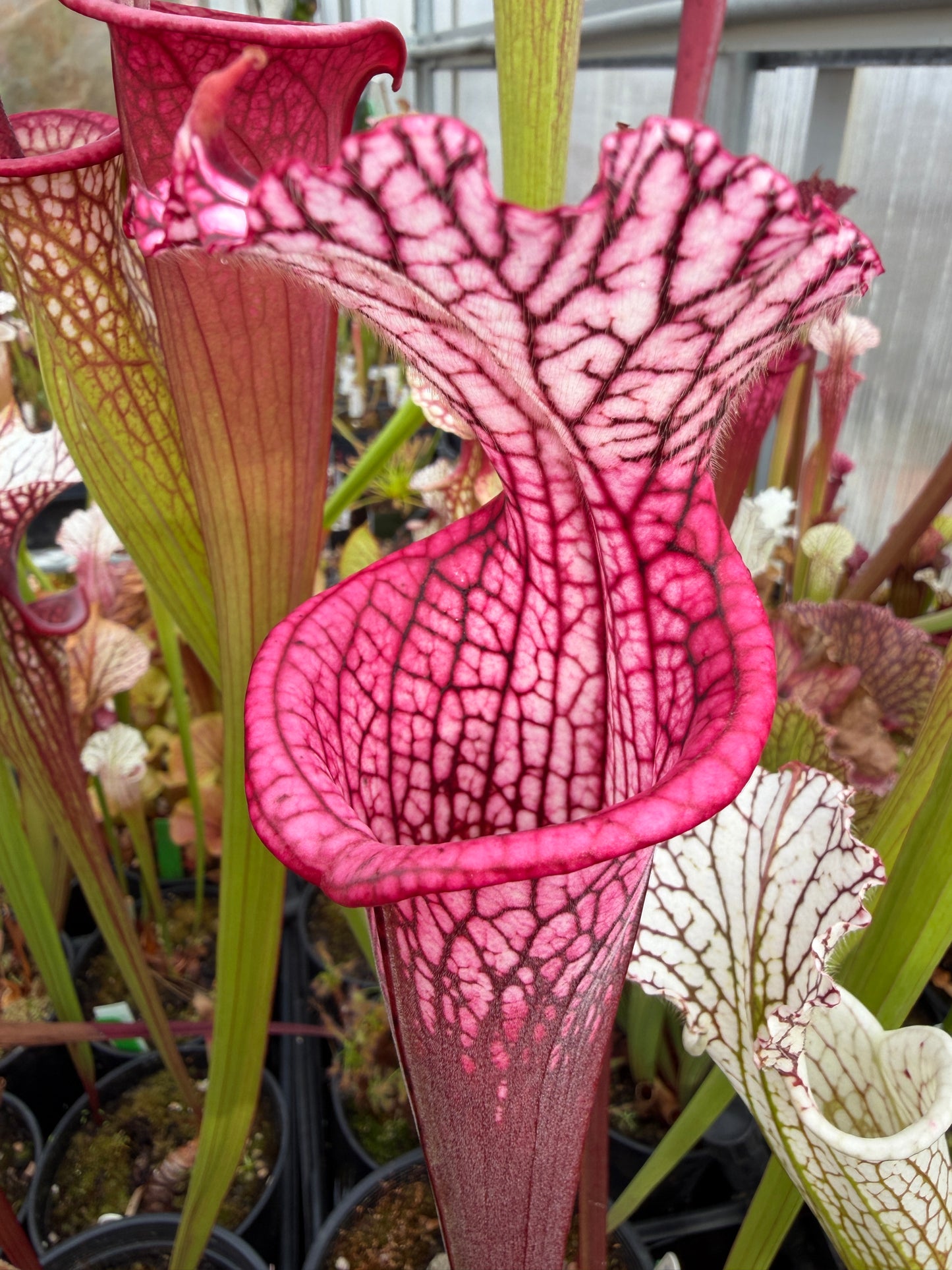 Sarracenia leucophylla Baldwin Co Perfect Round Red - Small (Shipped Bare-Root)