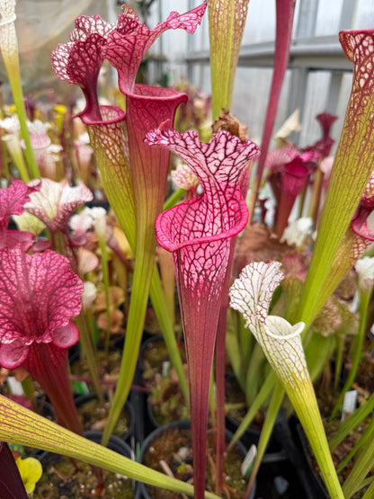 Sarracenia leucophylla Baldwin Co Perfect Round Red - Small (Shipped Bare-Root)