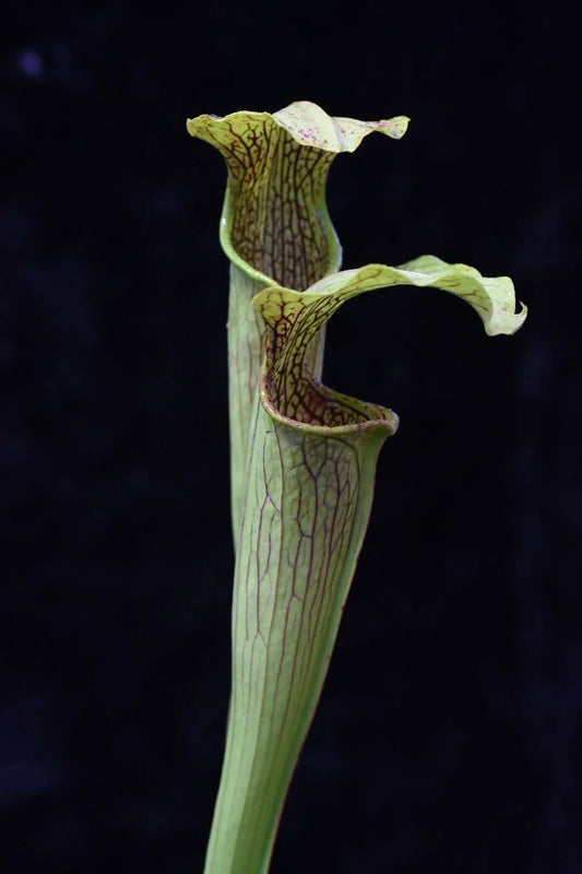 Sarracenia leucophylla Bay Minette DW (Shipped Bare-Root)