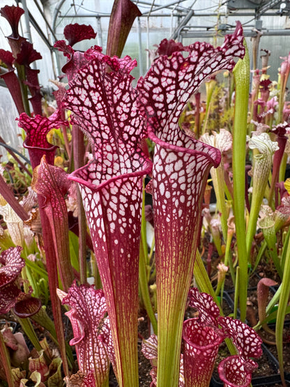 Sarracenia leucophylla Bud Wilkerson Red THL8 T4 - Small (Shipped Bare-Root)