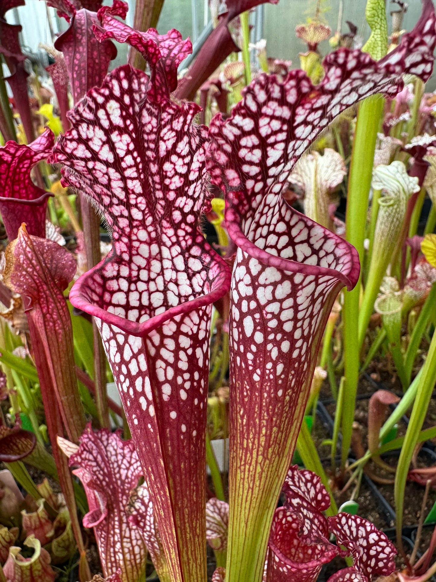 Sarracenia leucophylla Bud Wilkerson Red THL8 T4 - Small (Shipped Bare-Root)