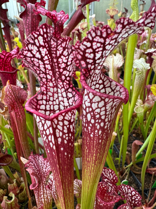 Sarracenia leucophylla Bud Wilkerson Red THL8 T4 - Small (Shipped Bare-Root)