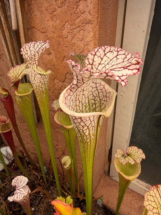 Sarracenia leucophylla Deer Park AL Very Tall Sarracenia 387 World O. (Shipped Bare-Root)