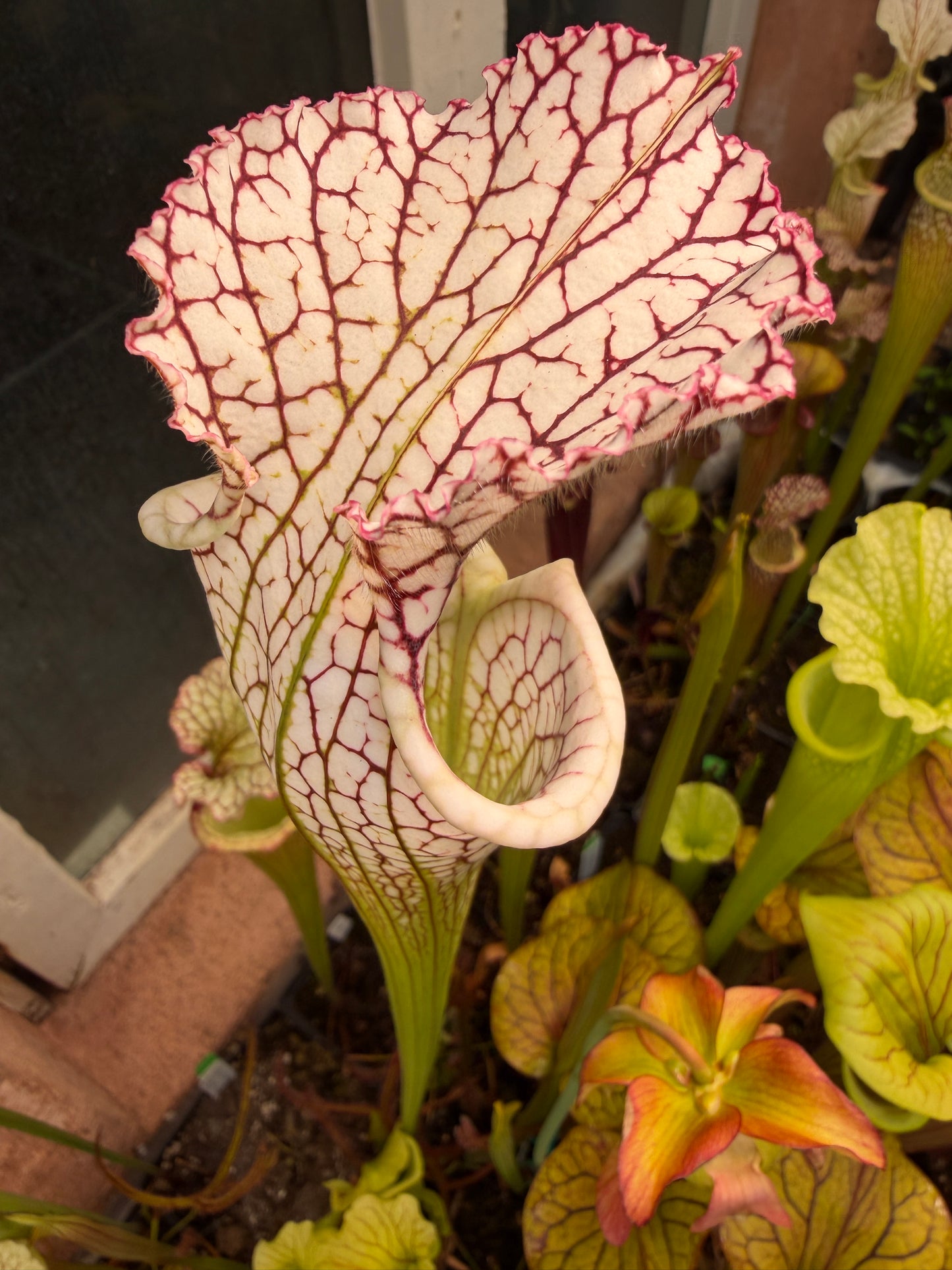 Sarracenia leucophylla Deer Park AL Very Tall Sarracenia 387 World O. (Shipped Bare-Root)