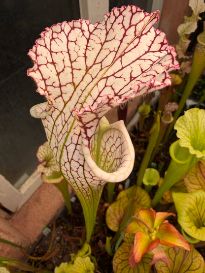 Sarracenia leucophylla Deer Park AL Very Tall Sarracenia 387 World O. (Shipped Bare-Root)