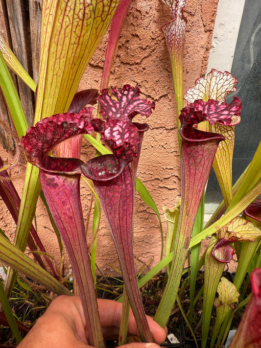 Sarracenia leucophylla Dripping Lid SH (Shipped Bare-Root)