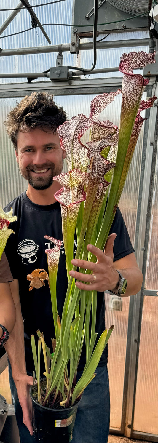 Sarracenia leucophylla Escambia Co AL Giant Biggest Late Growing Plant (Shipped Bare-Root)
