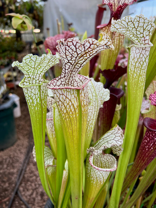 Sarracenia leucophylla Escambia Co AL THL15 (Shipped Bare-Root)