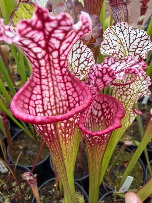 Sarracenia leucophylla Giant (Real Deal Drummond's Giant x PLI Franklin Co FL) Select MW - Small (Shipped Bare-Root)