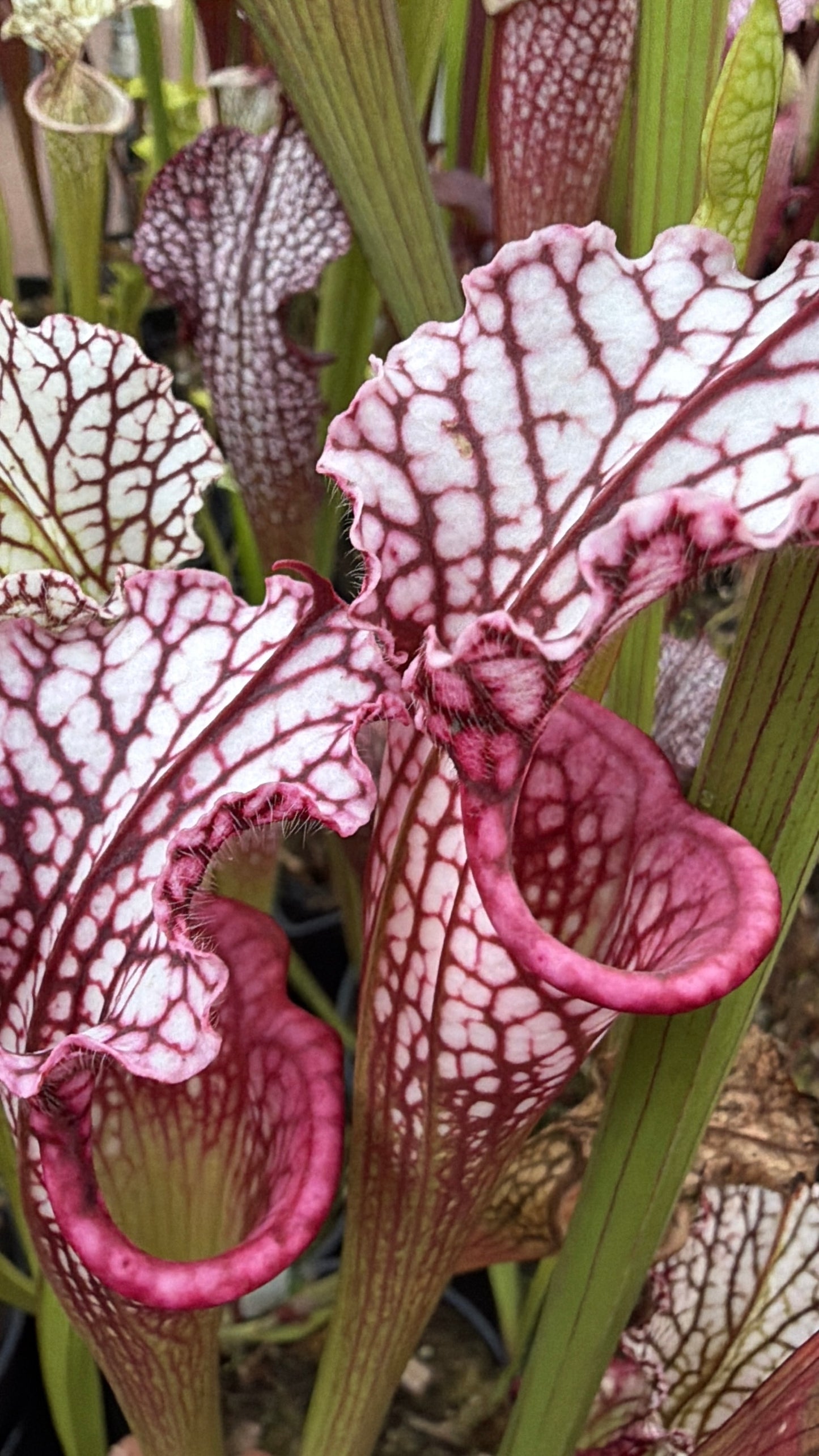 Sarracenia leucophylla Giant (Real Deal Drummond's Giant x PLI Franklin Co FL) Select MW - Small (Shipped Bare-Root)