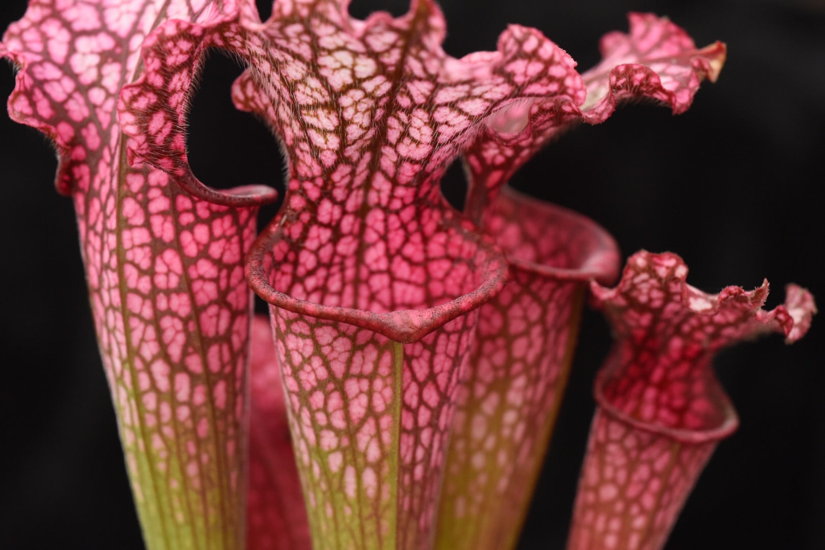 Sarracenia leucophylla (Hot Pink x(Red x Pink)) #75